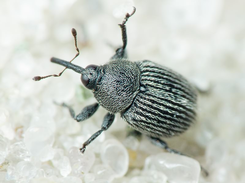 Miarus Schönherr, 1826